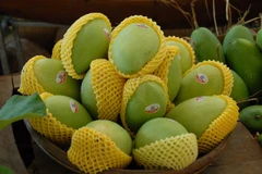 Domestic mango exporters share experience 