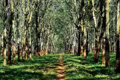 Vietnam Rubber Group plans FSC certification for rubber forests