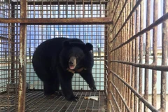 Thousands of Hanoians call for end to bear farming