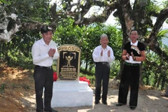 Ancient tea trees in Yen Bai receive recognition