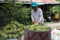 High potential for fruit, vegetable exports to China