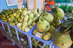 Vegetable, fruit exports target for 2019 reachable: experts