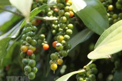 Peppercorn exports: volume up, value down