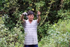 Farmers profit from breeding crabs amid mangroves