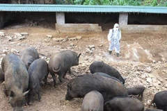 Netherlands shares experience in preventing African swine fever