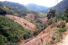 Third stage of Vietnam Forests, Deltas Programme launched 