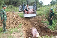 PM requests measures to control African swine fever 