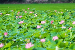 Dong Thap province taps into community-based tourism