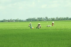 Mekong Delta may face more serious saline intrusion this dry season