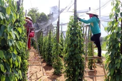 Vietnam’s pepper sector targets sustainable development 