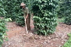 Ba Ria-Vung Tau targets sustainable pepper development 