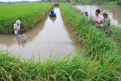 Mekong Connect 2019 to be held in Can Tho in November
