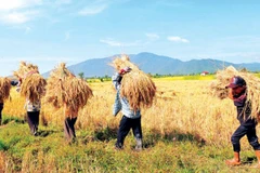 Cambodia’s new strategy to push agriculture to modernise