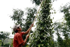 Revenue from pepper exports to Germany soar despite falling prices