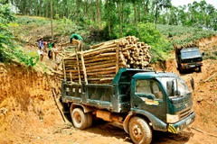 Agriculture ministry gathers ideas for timber regulations