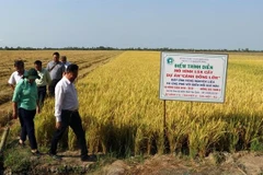 Kien Giang province increases rice output
