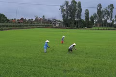 Ca Mau supports agricultural cooperatives