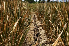 Dak Lak farmers hit by serious drought