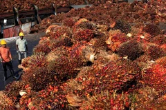 Malaysia's palm oil prices unlikely to drop next year