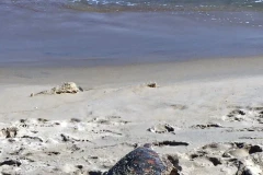Rare sea turtle sent back to ocean