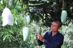 VN asked to enhance quality of farm produce to enter choosy markets