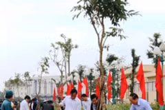 Tree-planting festival greens up localities