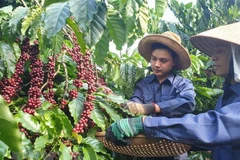 Sustainable coffee production project benefits Lam Dong farmers