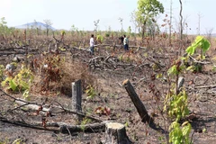 Forest illegally cut down along National Road 29 ahead of construction