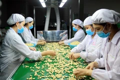 Cashew sector seeks ways to navigate through difficulties