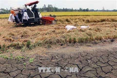 Drought forecast for central, south-central coastal provinces in 2019