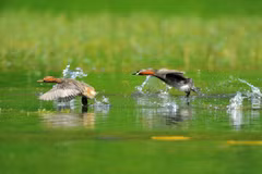 Experts discuss report on ecosystem degradation