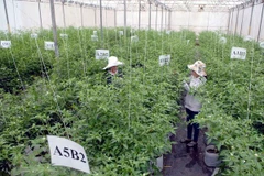 Can Tho, Vientiane step up agricultural cooperation 