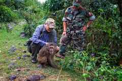 Captive monkey released into the wild
