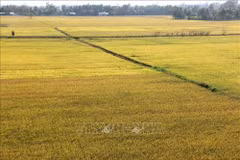 Work accelerated to built master plan for Mekong Delta’s sustainable development
