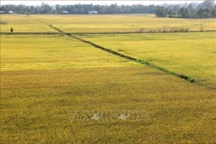 Work accelerated to built master plan for Mekong Delta’s sustainable development
