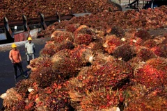 Malaysia plans to raise crude palm oil export tax