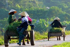 Soc Trang has 33 new-style rural communes