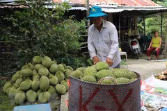 Chinese firms explore investment, agro-product import chances