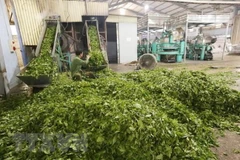Ancient tea tree in Yen Bai honoured