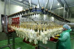 Poultry sector works hard to meet rising demand