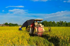 Vietnam Rice Festival to take place in Vinh Long in December