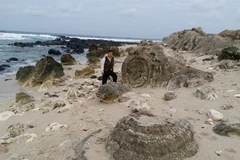 Unique coral reef found on Ly Son 