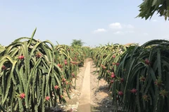 Cooperatives, clean farming methods help farmers raise the bar