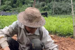 Lang Son launches tree-planting campaign