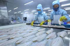 Tra fish exports surge to set new record