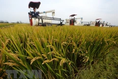 Climate change adaption project launched in Dak Lak 