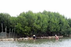 Binh Dinh to invest over 1 mln USD in biodiversity preservation