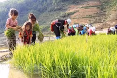 Regulation revisions needed to promote child labour eradication