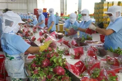 Fruit, vegetable exports valued at 3.3 billion USD
