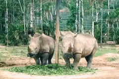 Short-film making contest on illegal wildlife trade launched 